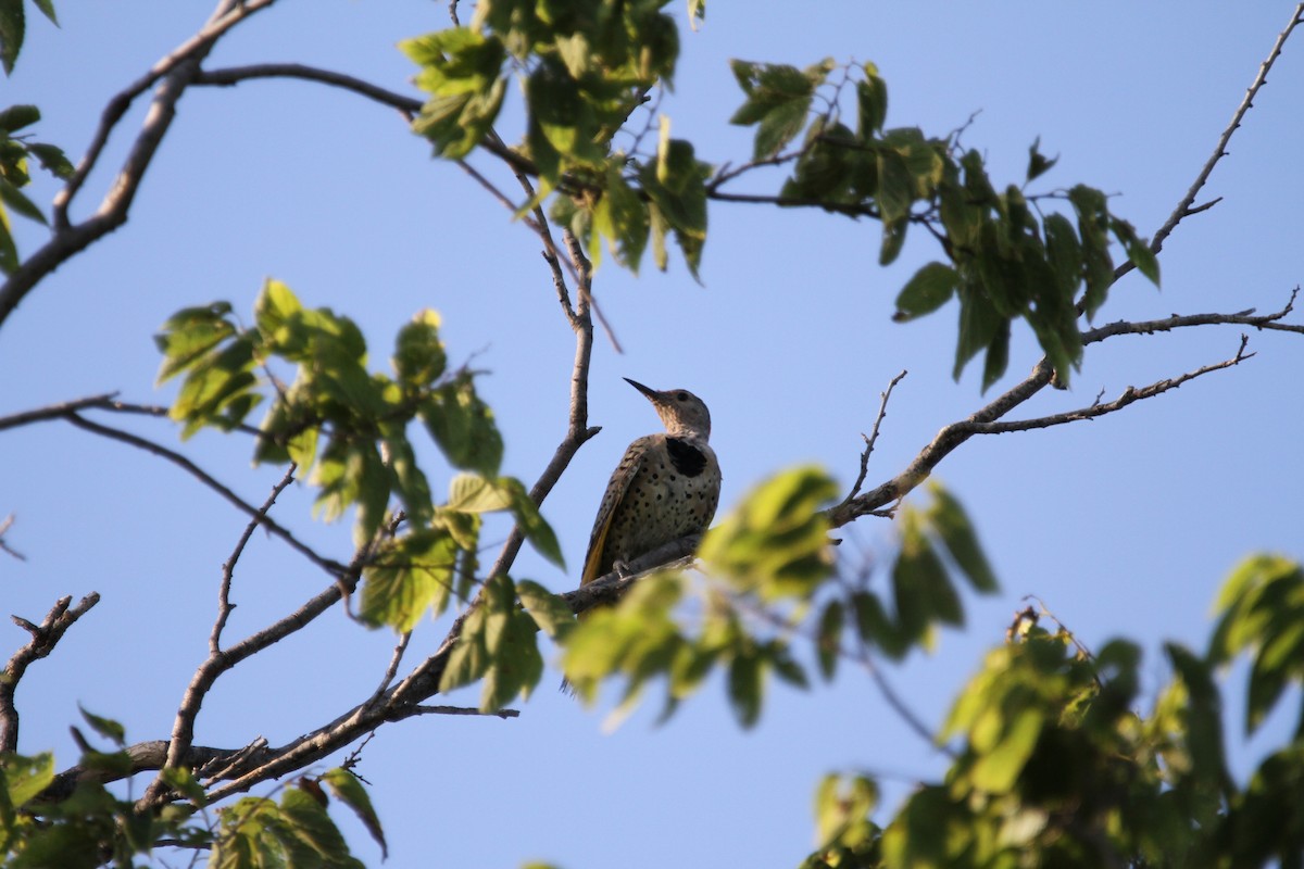 Northern Flicker (Yellow-shafted) - ML640589698