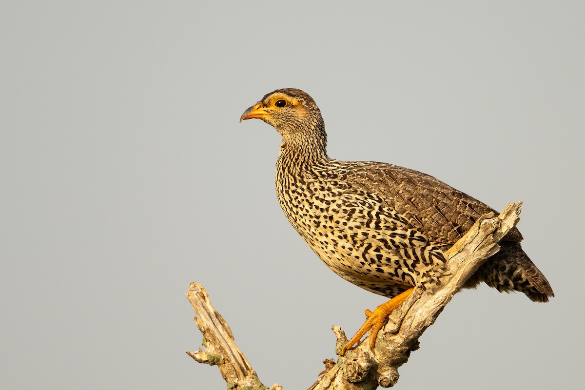 Heuglin's Spurfowl - ML640589700