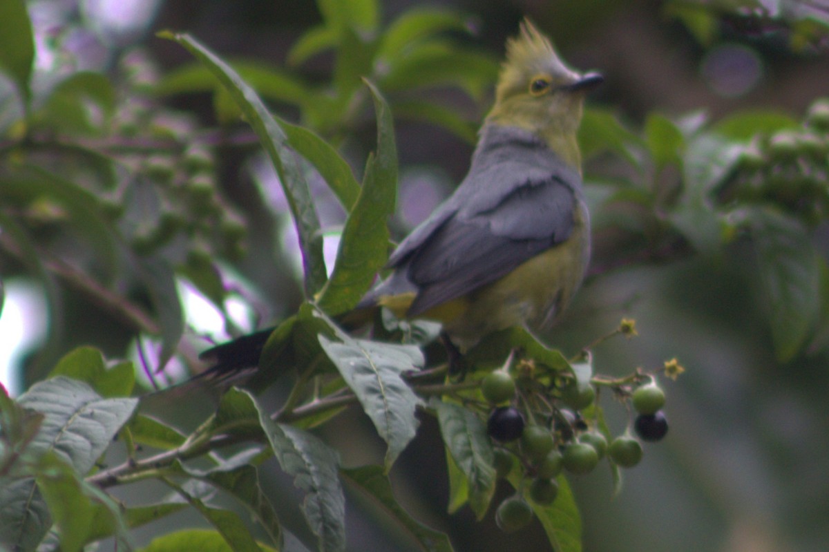 Long-tailed Silky-flycatcher - ML640589706