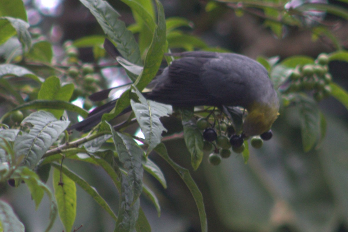 Long-tailed Silky-flycatcher - ML640589707