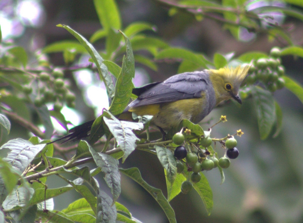 Long-tailed Silky-flycatcher - ML640589708