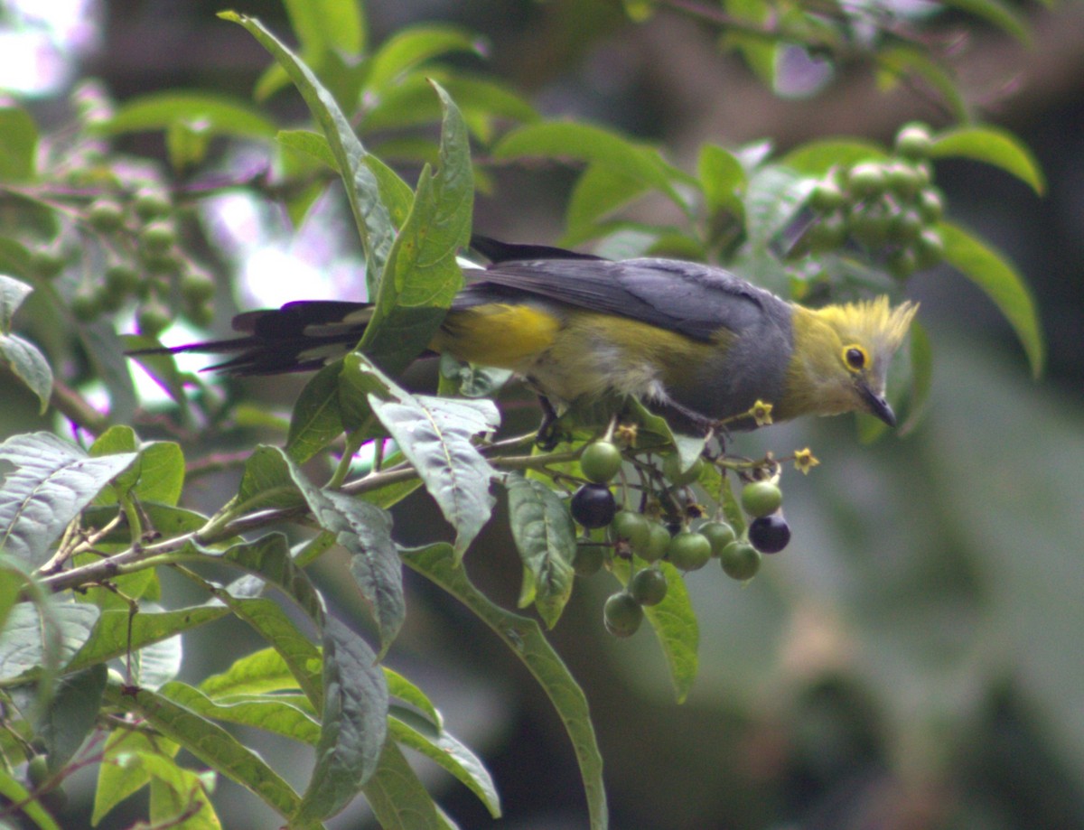 Long-tailed Silky-flycatcher - ML640589709