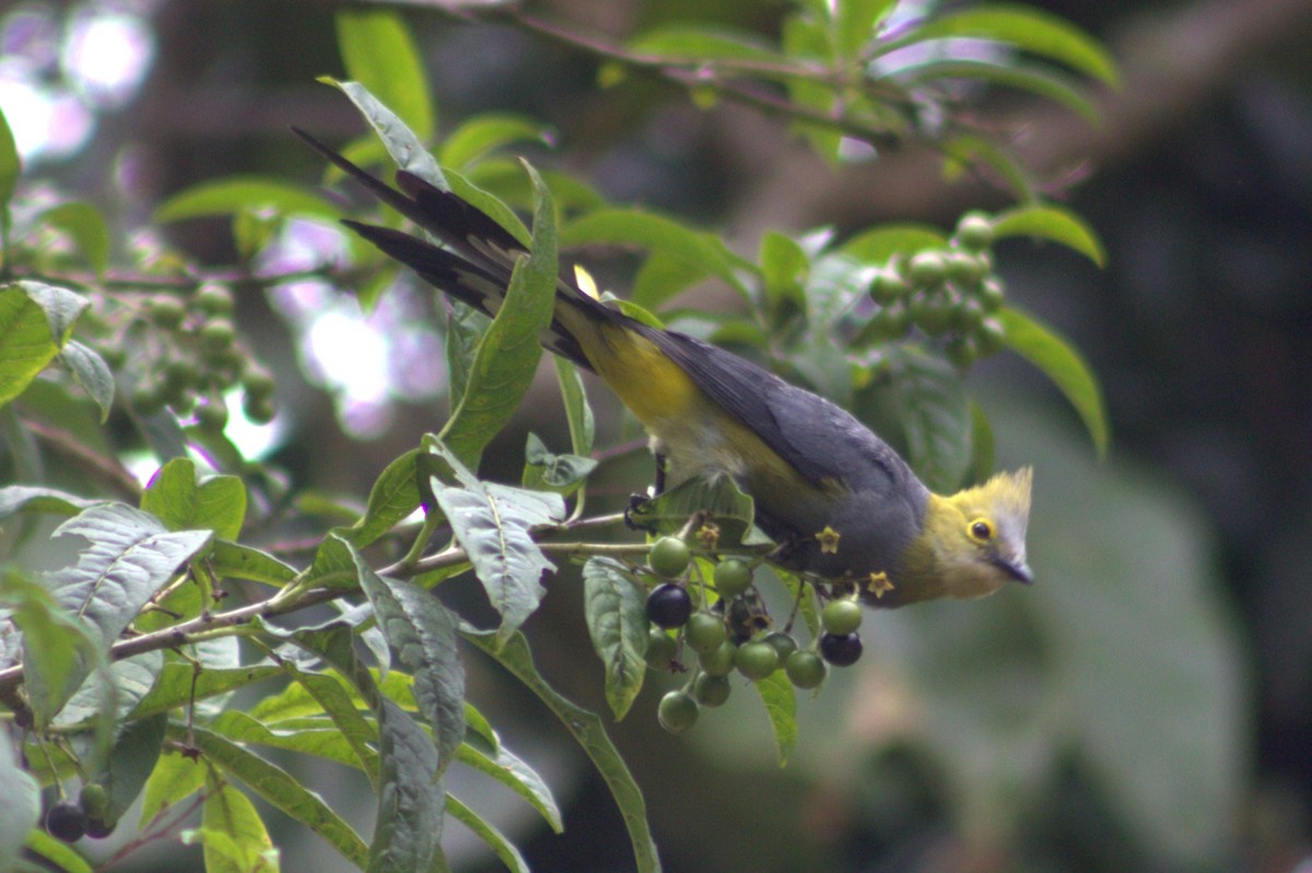 Long-tailed Silky-flycatcher - ML640589710