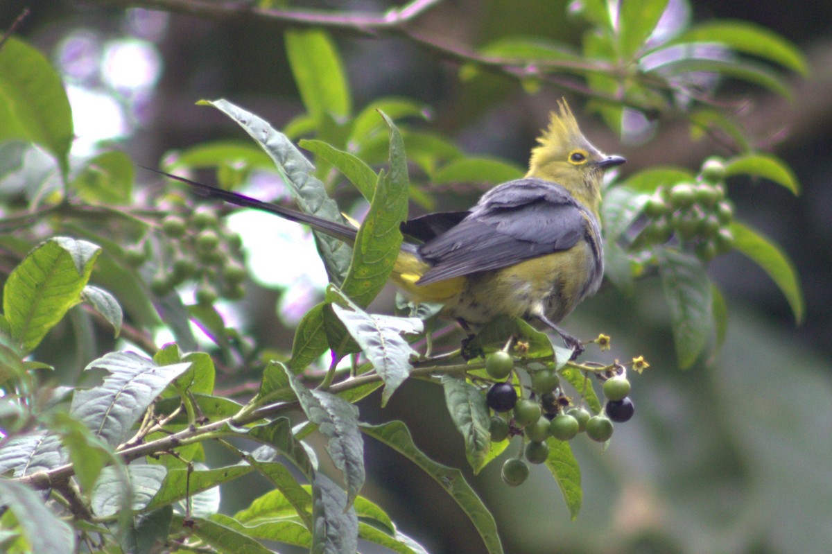 Long-tailed Silky-flycatcher - ML640589711