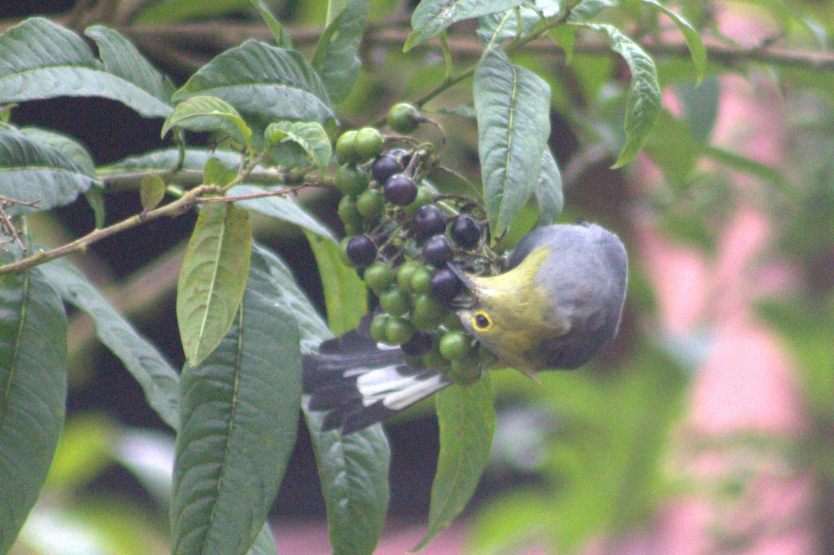 Long-tailed Silky-flycatcher - ML640589712