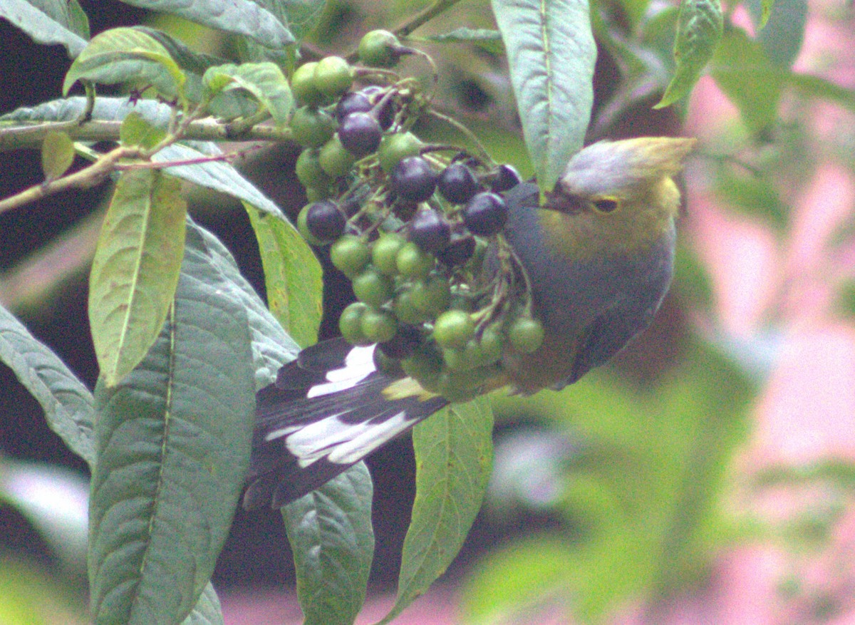 Long-tailed Silky-flycatcher - ML640589713