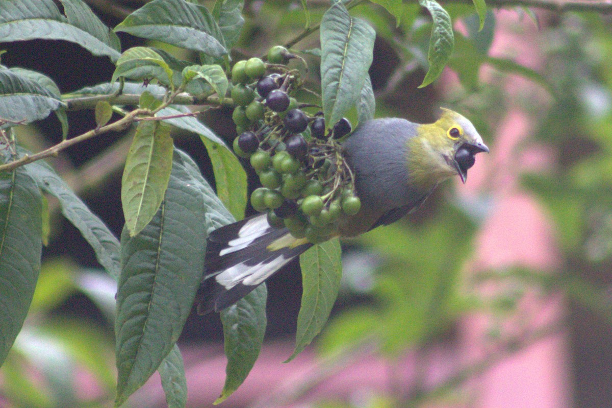 Long-tailed Silky-flycatcher - ML640589724
