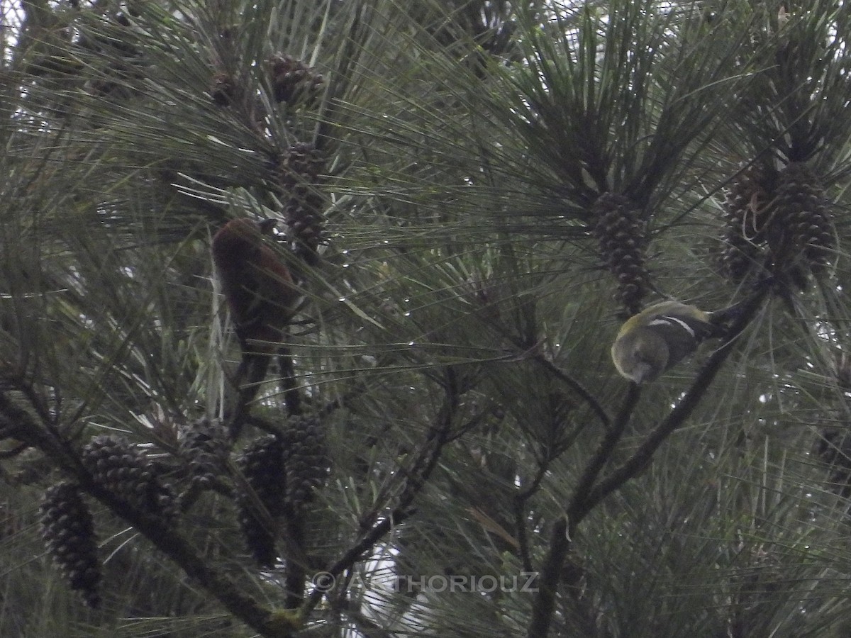 Hispaniolan Crossbill - ML640589751