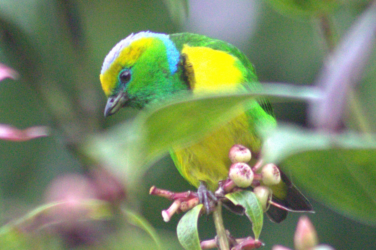 Golden-browed Chlorophonia - ML640589758