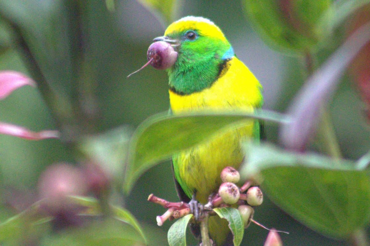 Golden-browed Chlorophonia - ML640589759