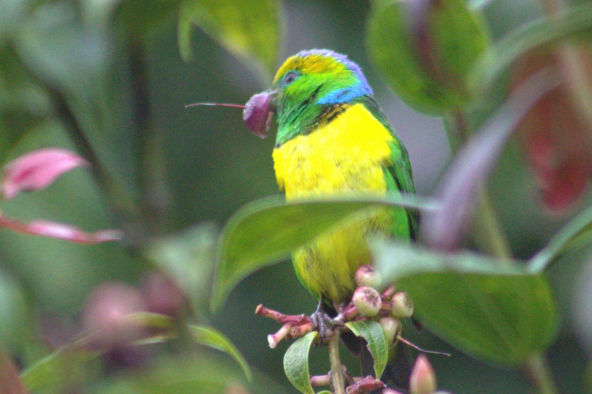 Golden-browed Chlorophonia - ML640589760