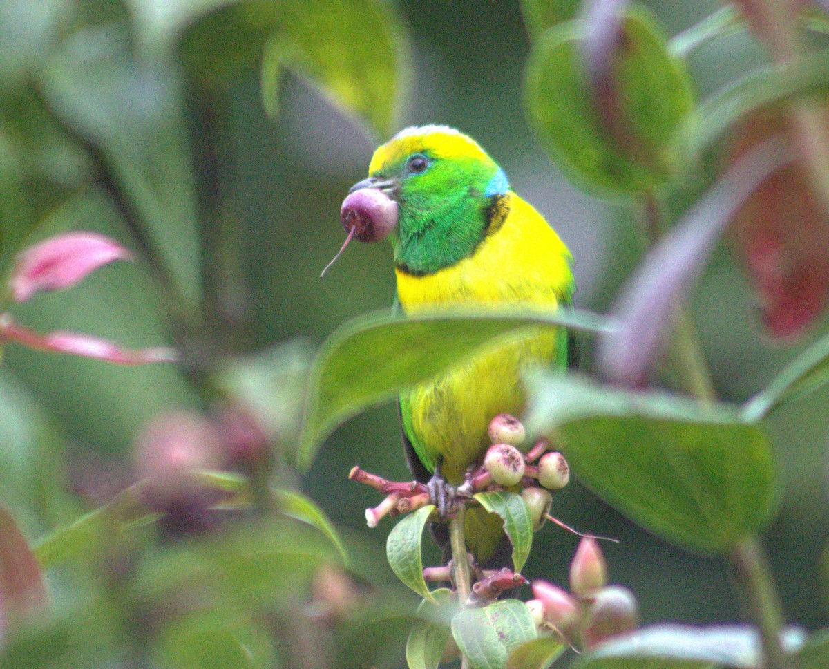 Golden-browed Chlorophonia - ML640589761