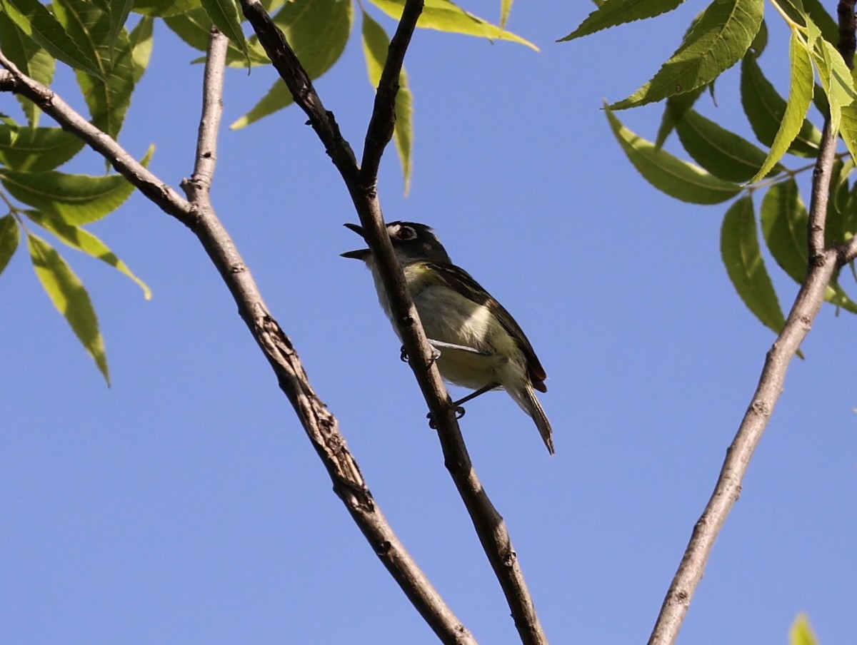 Black-capped Vireo - ML640589773