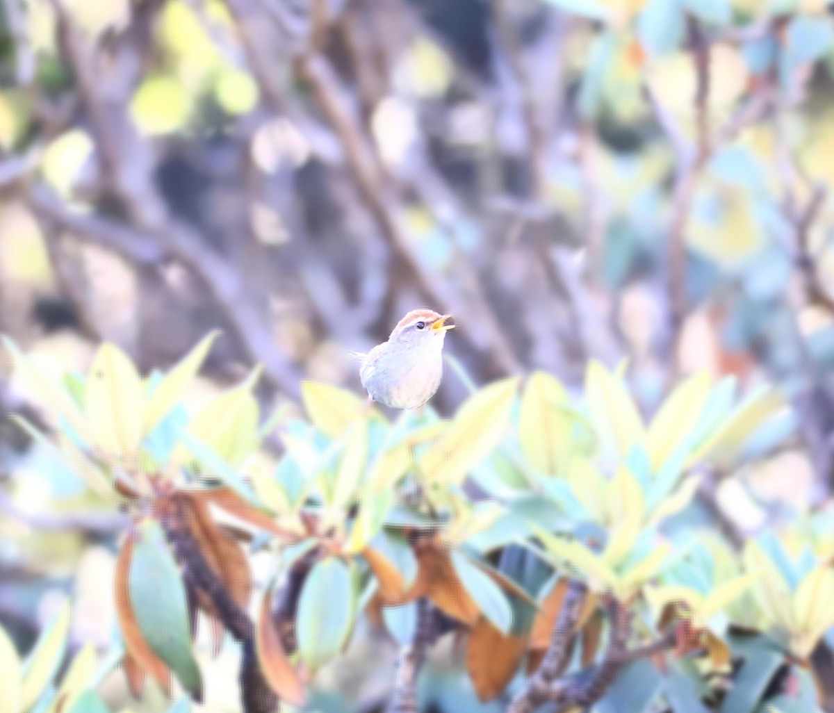 Gray-sided Bush Warbler - ML640589778
