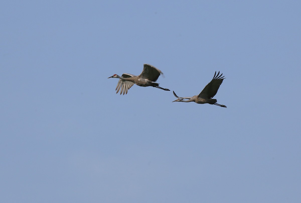 Sandhill Crane - ML640589798