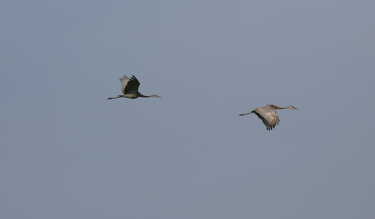 Sandhill Crane - ML640589860