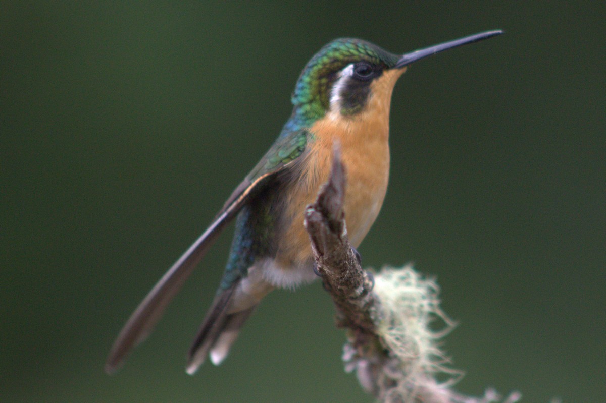 White-throated Mountain-gem - ML640589870