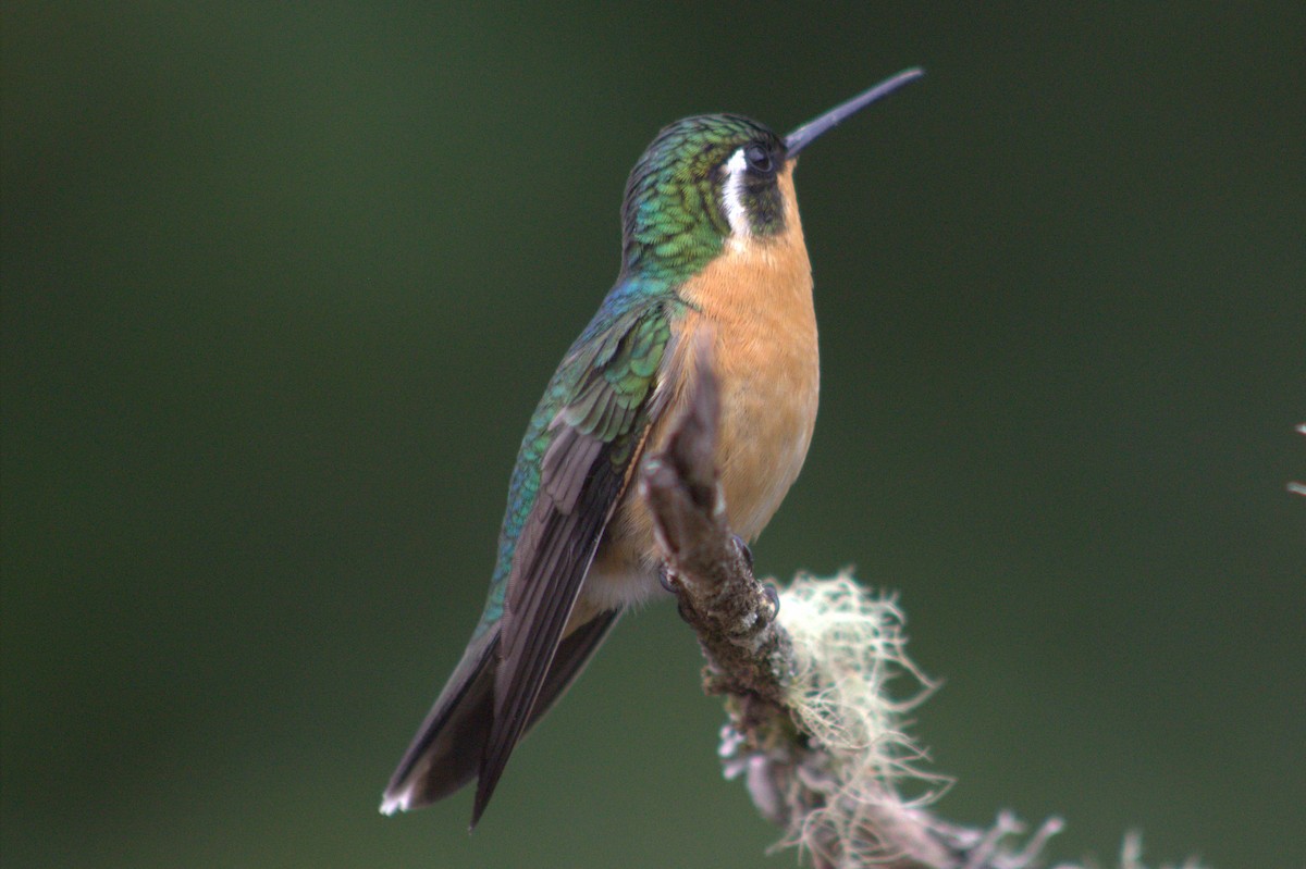 White-throated Mountain-gem - ML640589871