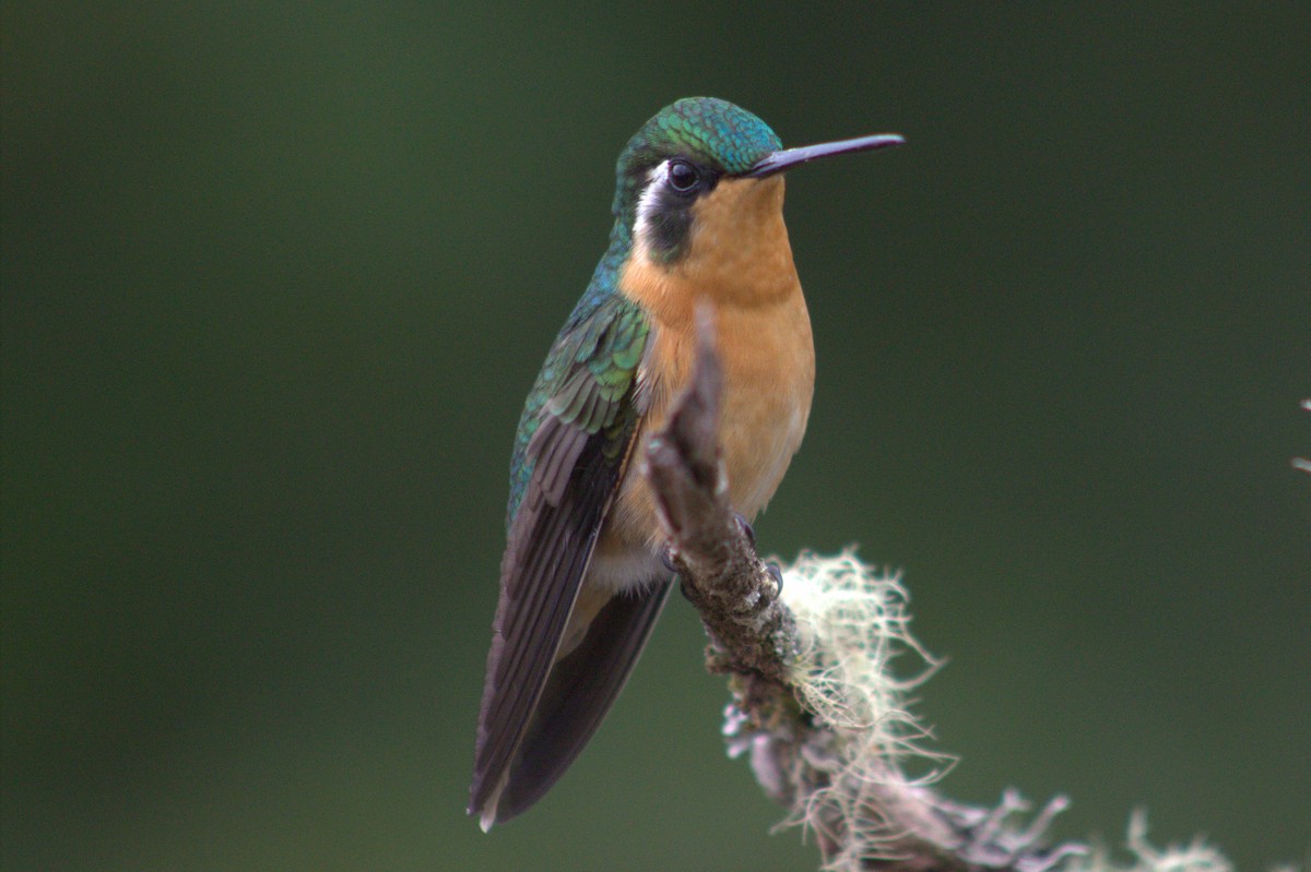 White-throated Mountain-gem - ML640589872