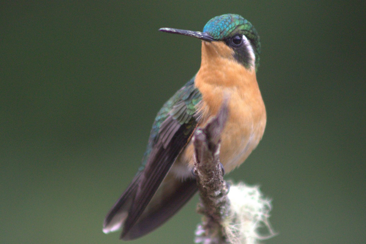 White-throated Mountain-gem - ML640589873