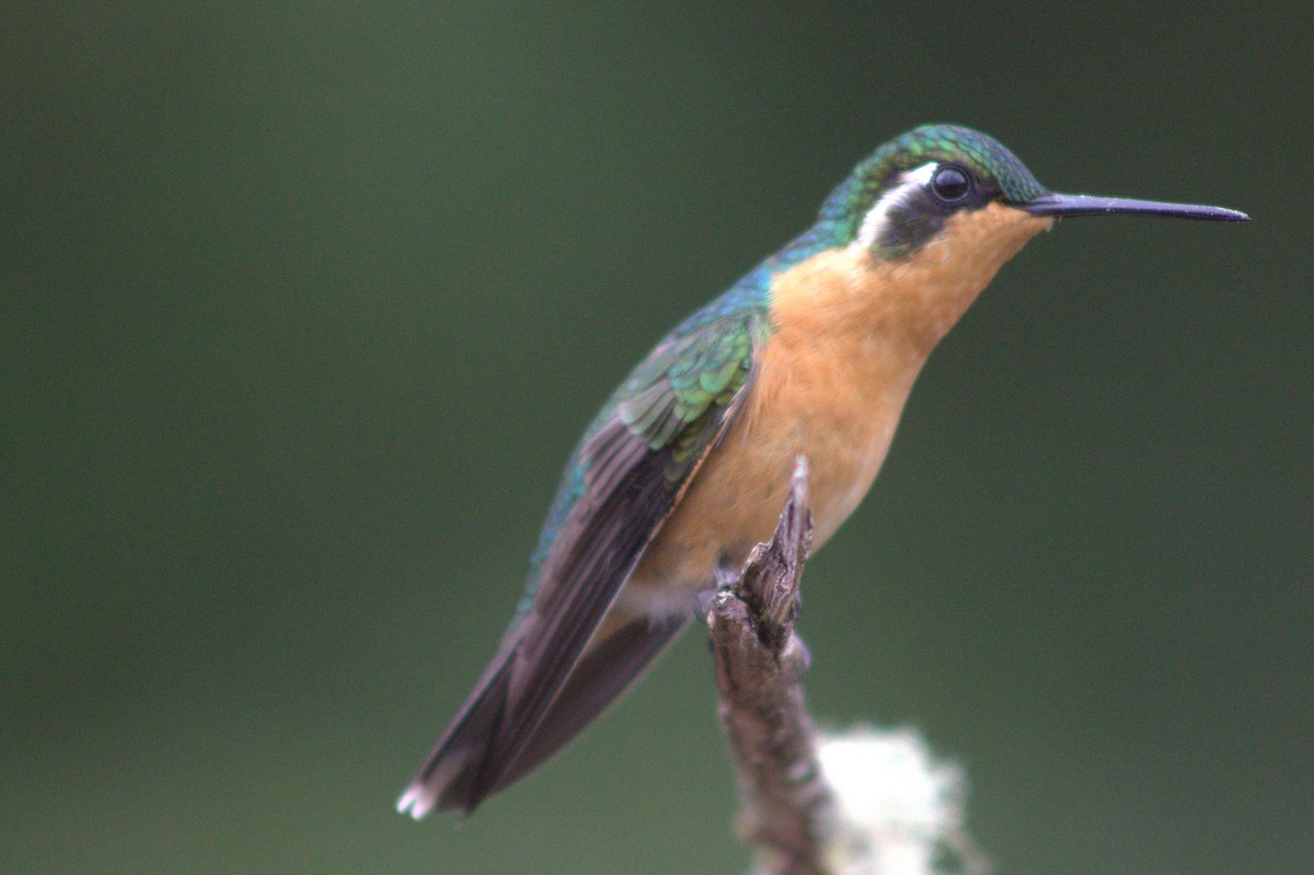 White-throated Mountain-gem - ML640589874