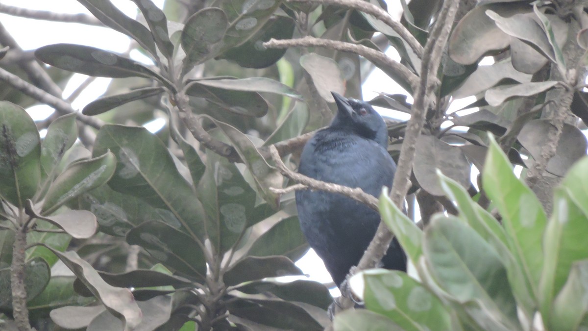 Scrub Blackbird - ML640589887