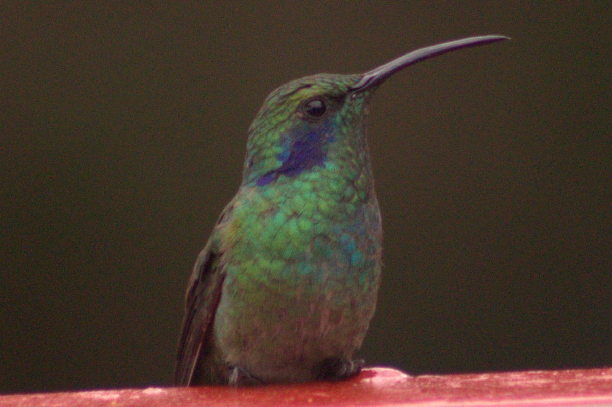 Lesser Violetear - ML640589891