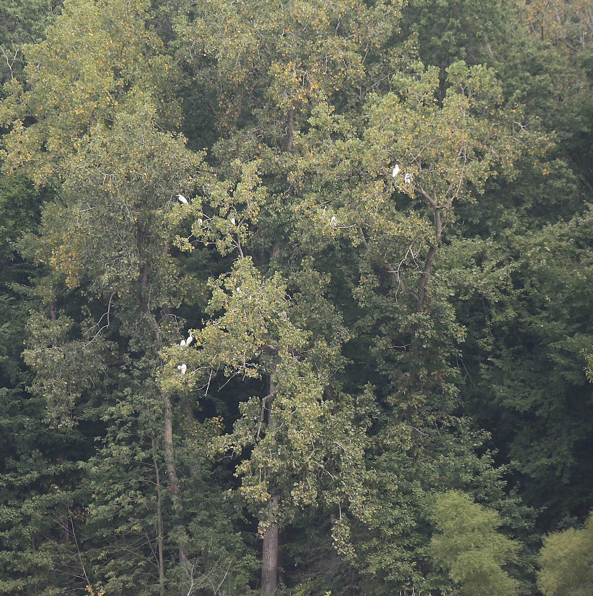 Great Egret - ML640589899