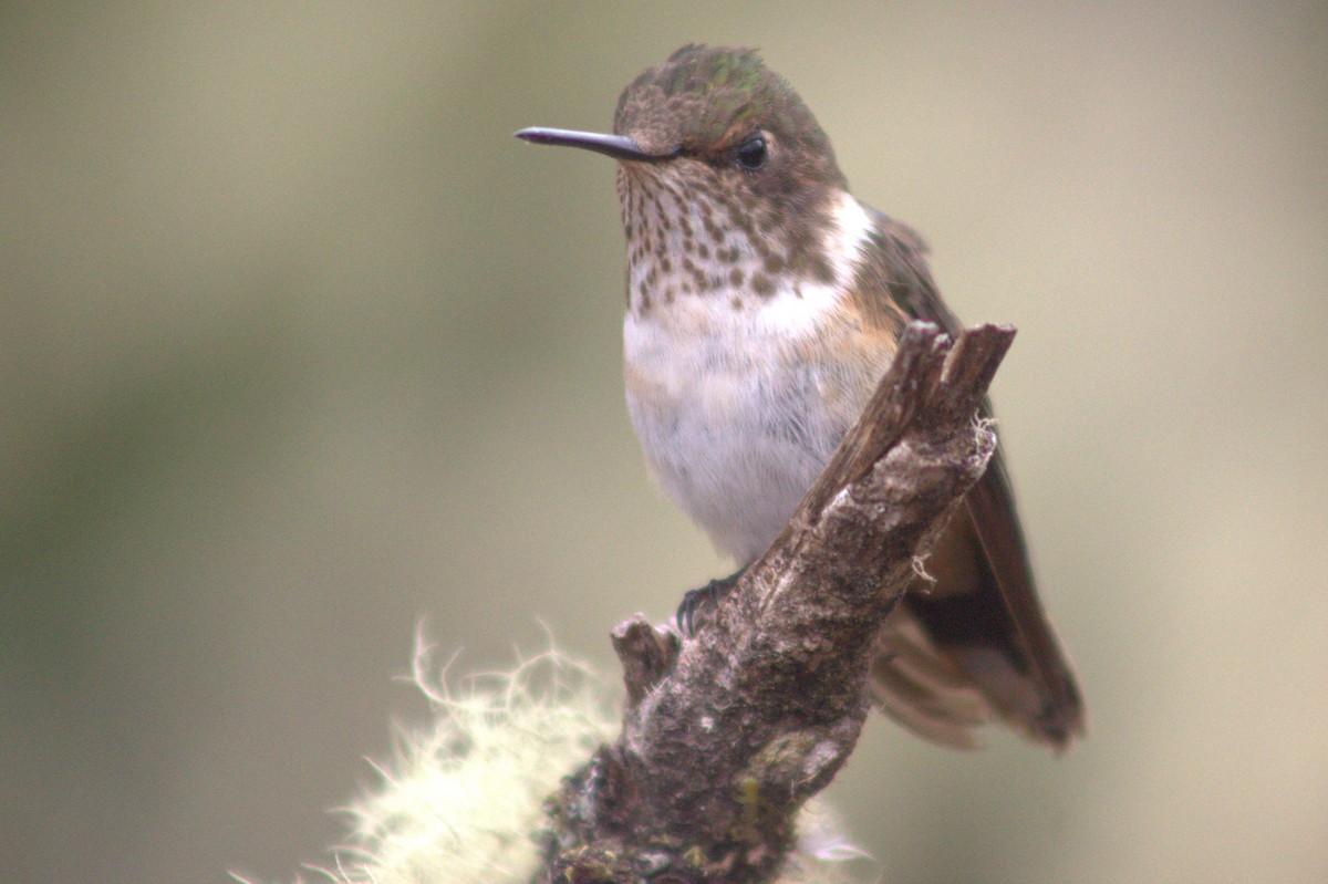Volcano Hummingbird - ML640589913