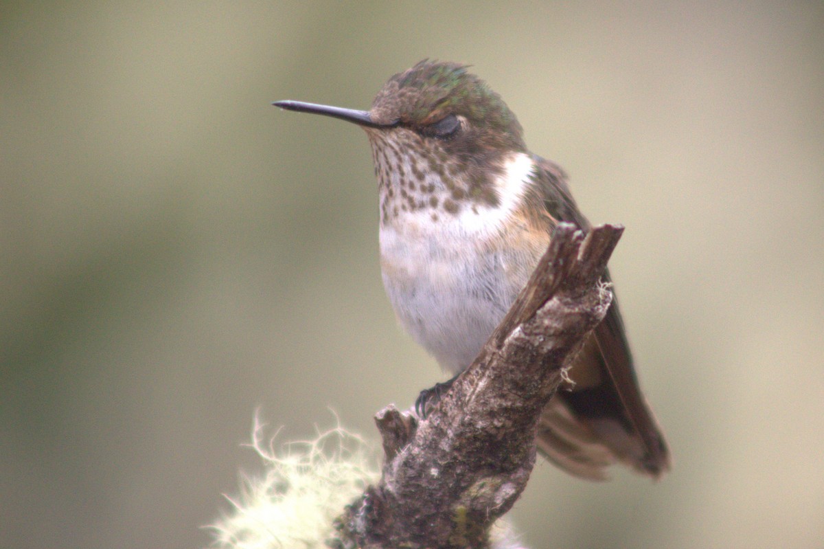 Volcano Hummingbird - ML640589914