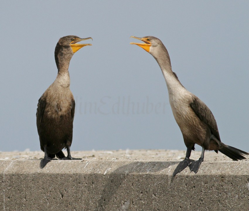 Double-crested Cormorant - ML640589919