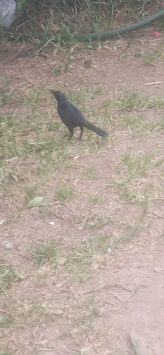 Scrub Blackbird - ML640589939