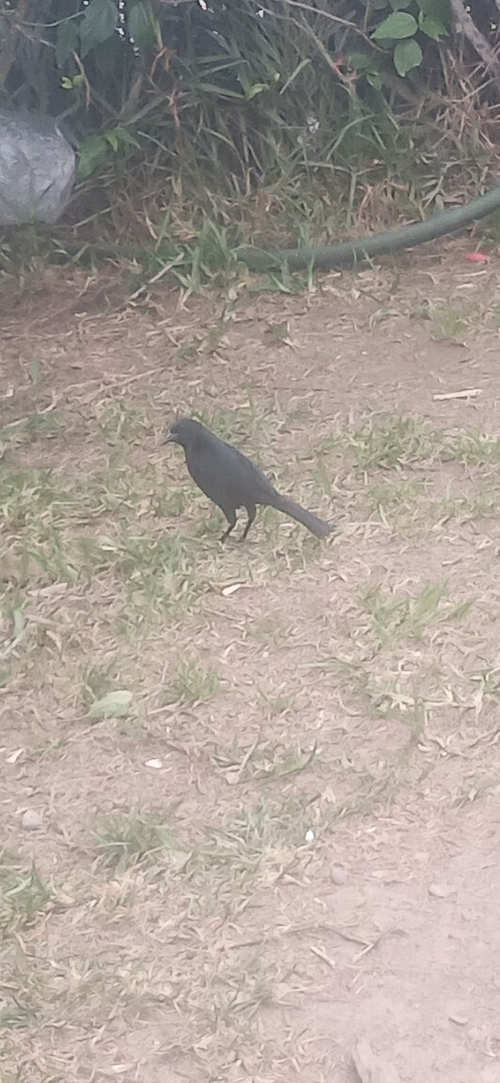 Scrub Blackbird - ML640589941