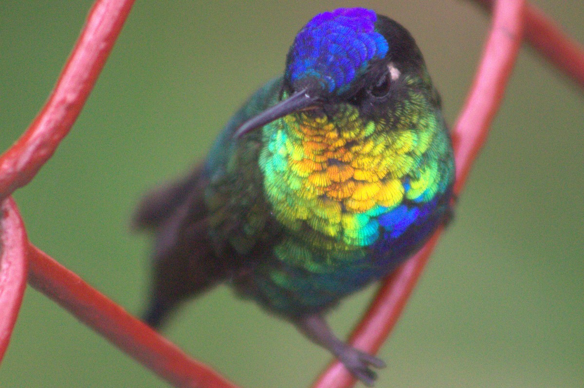 Fiery-throated Hummingbird - ML640589984