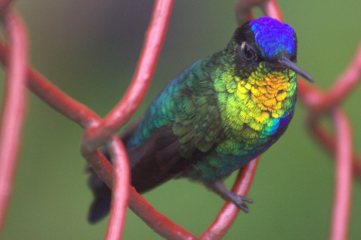 Fiery-throated Hummingbird - ML640589985