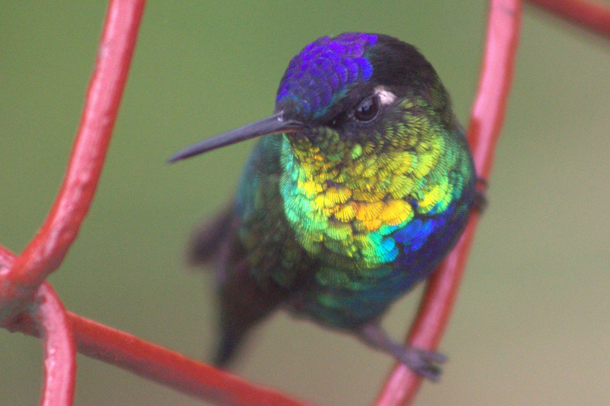 Fiery-throated Hummingbird - ML640589986