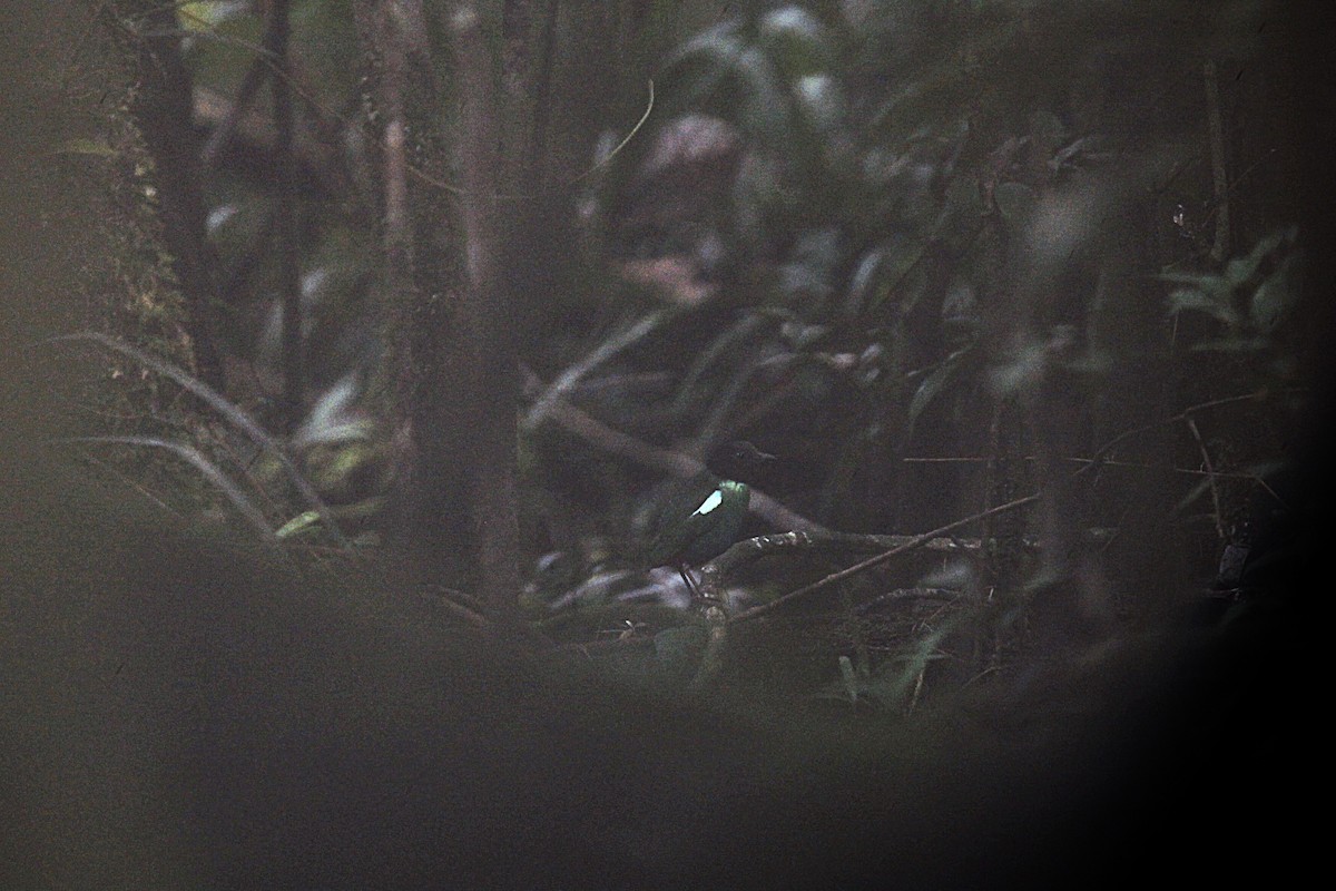 Eastern Hooded Pitta - ML640590010