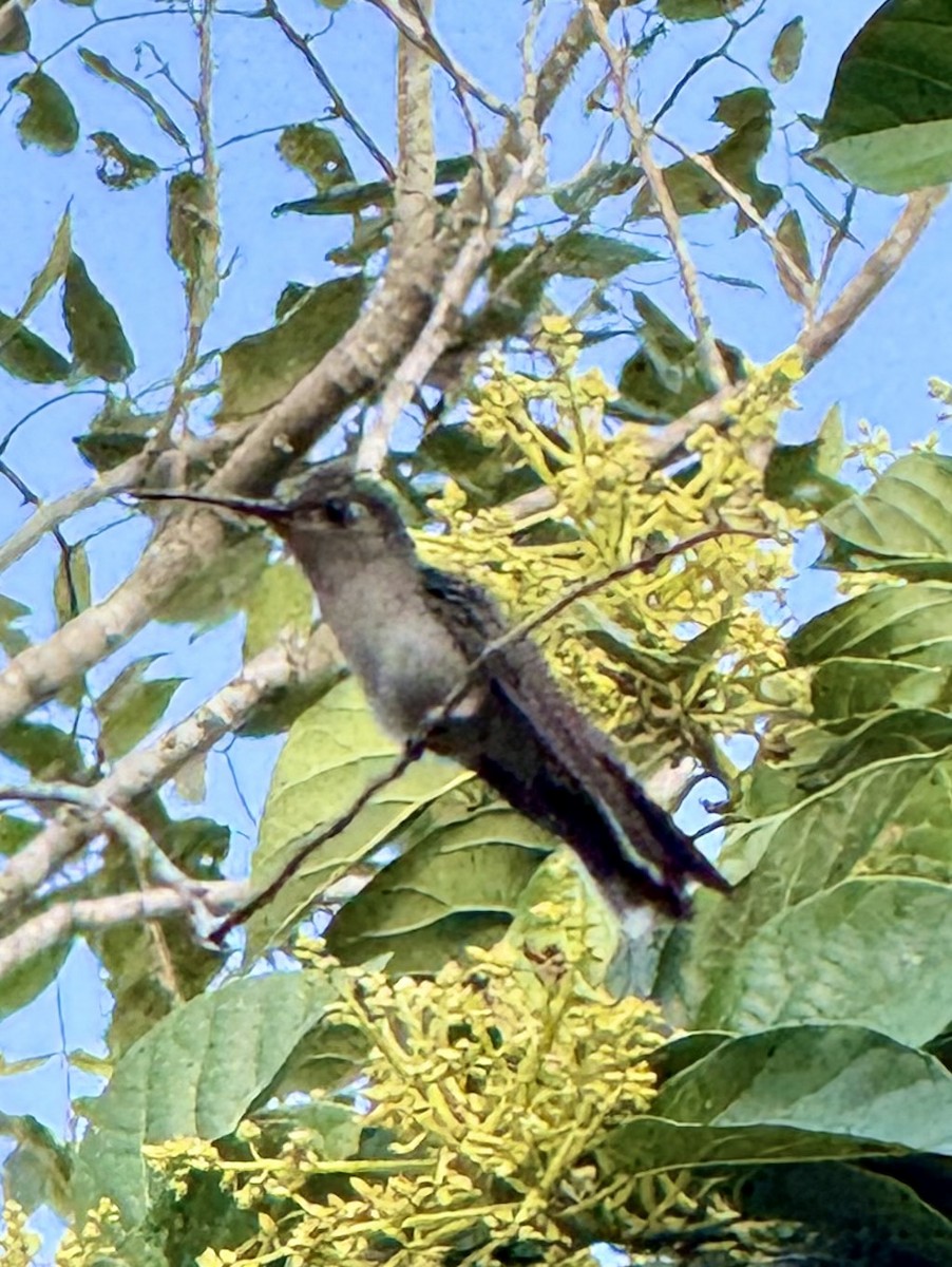 Wedge-tailed Sabrewing (Wedge-tailed) - ML640590043