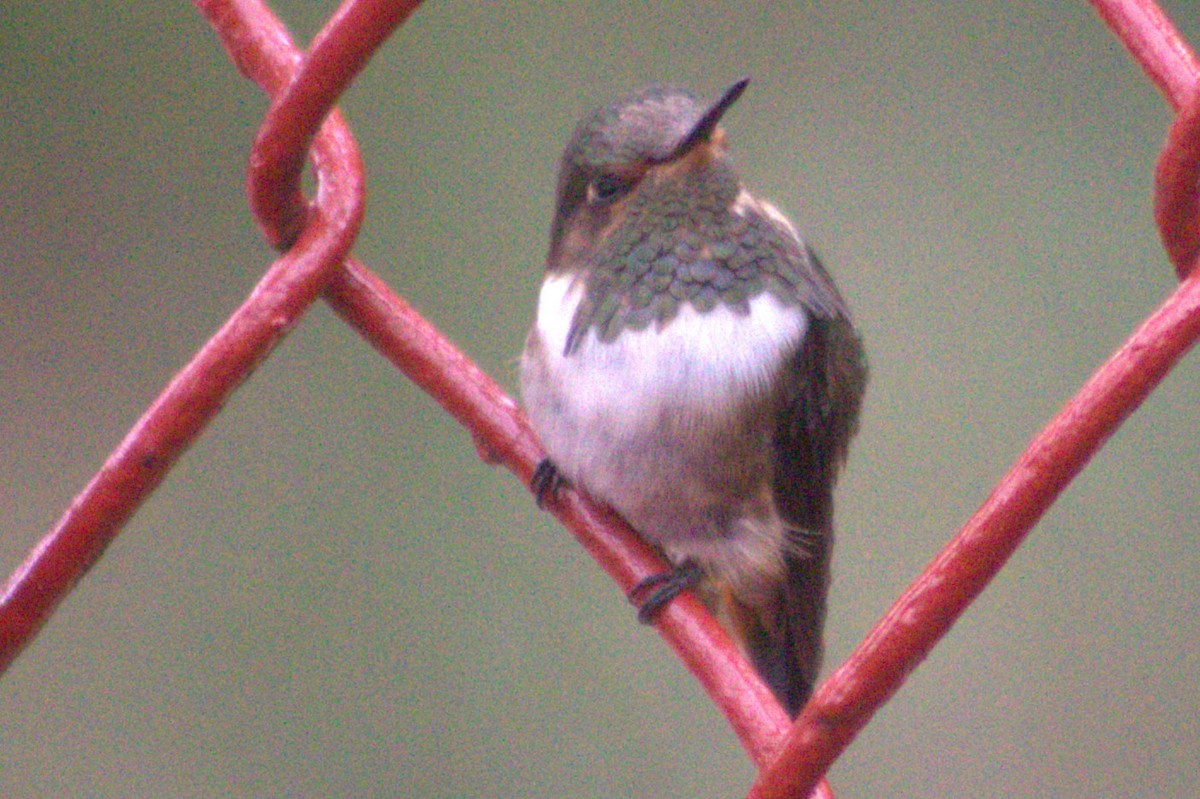 Volcano Hummingbird - ML640590046