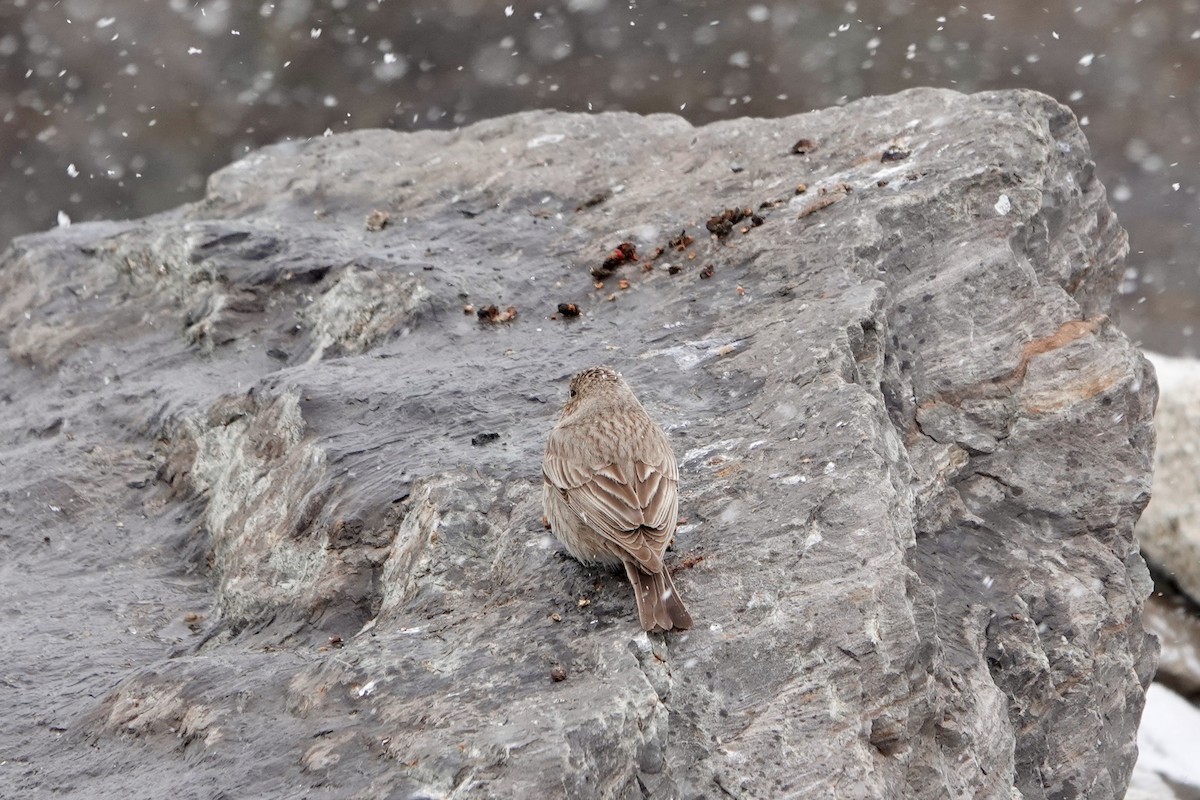 Great Rosefinch - ML640590139