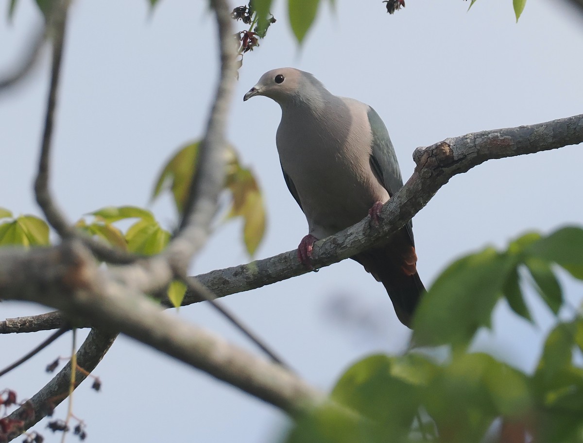 Pink-headed Imperial-Pigeon - ML640590201