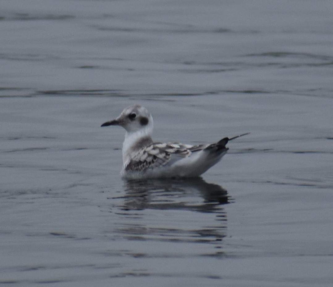 Bonaparte's Gull - ML640590238