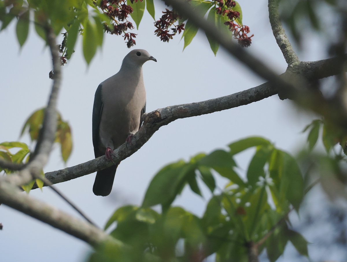 Pink-headed Imperial-Pigeon - ML640590240