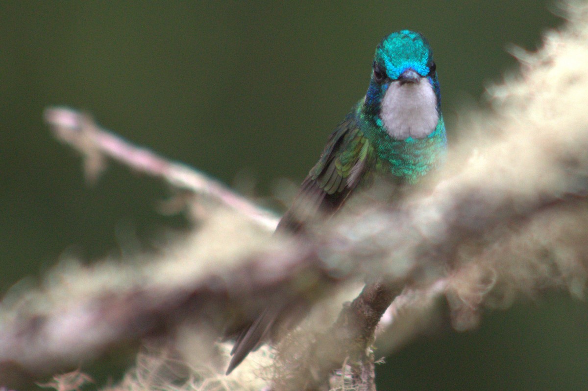 White-throated Mountain-gem - ML640590252