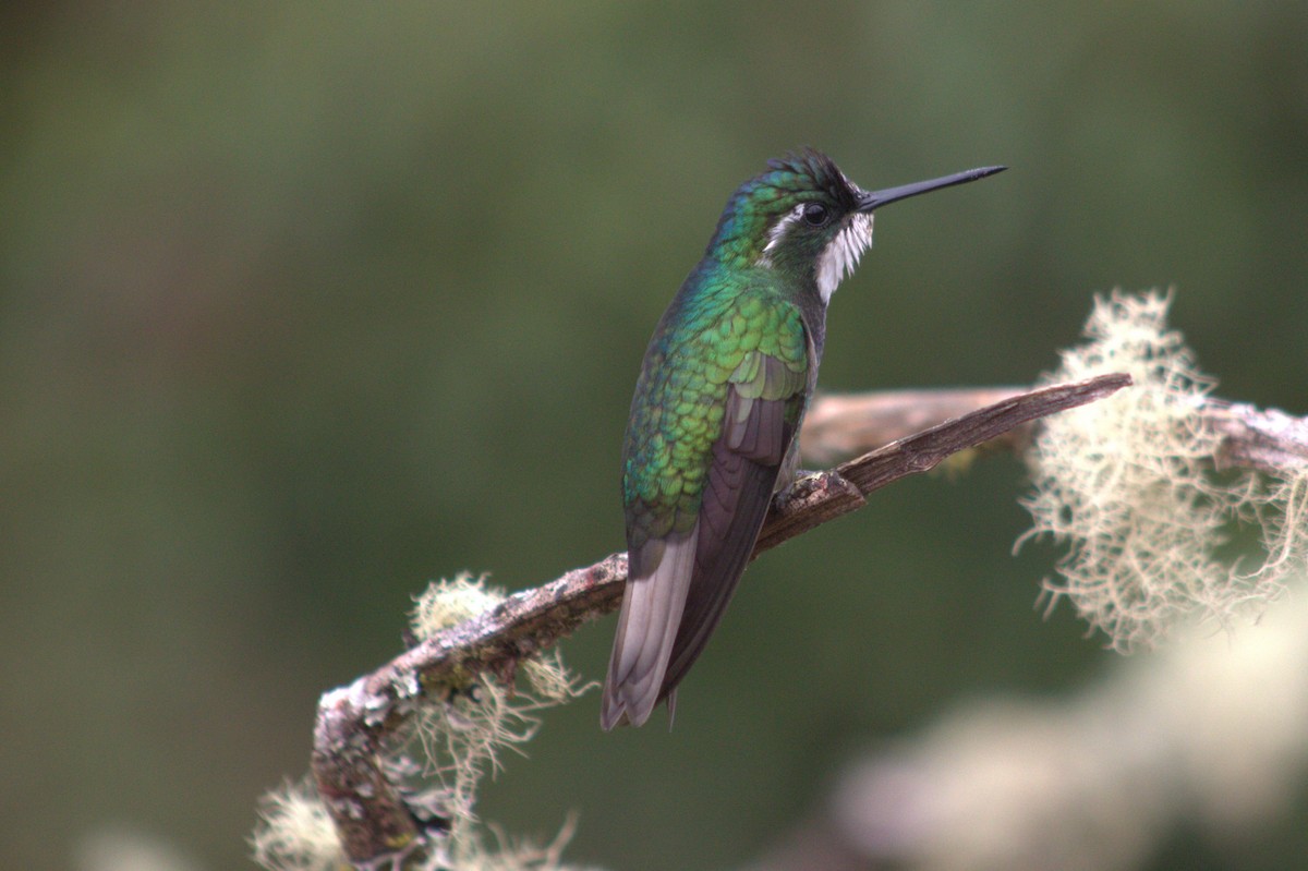 White-throated Mountain-gem - ML640590253