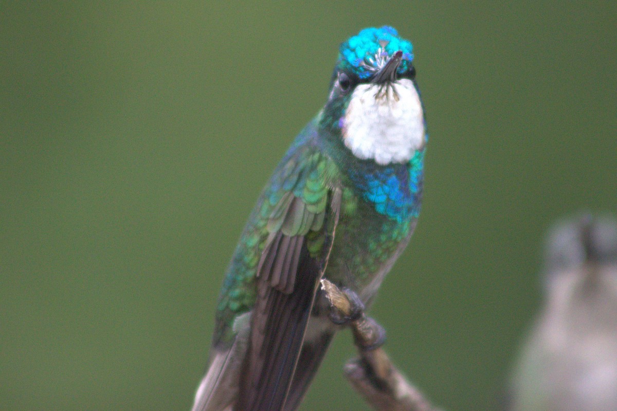 White-throated Mountain-gem - ML640590254