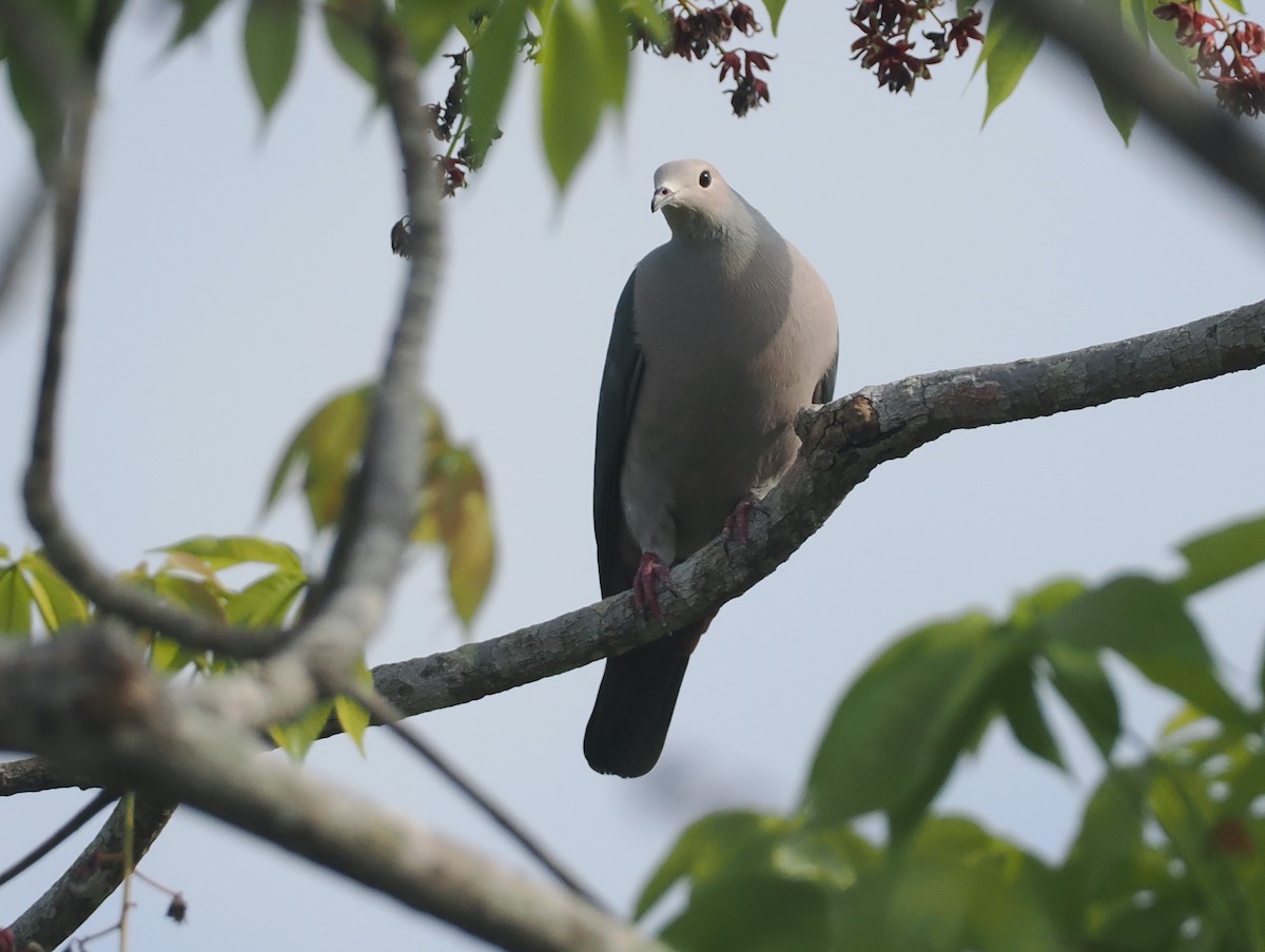 Pink-headed Imperial-Pigeon - ML640590260