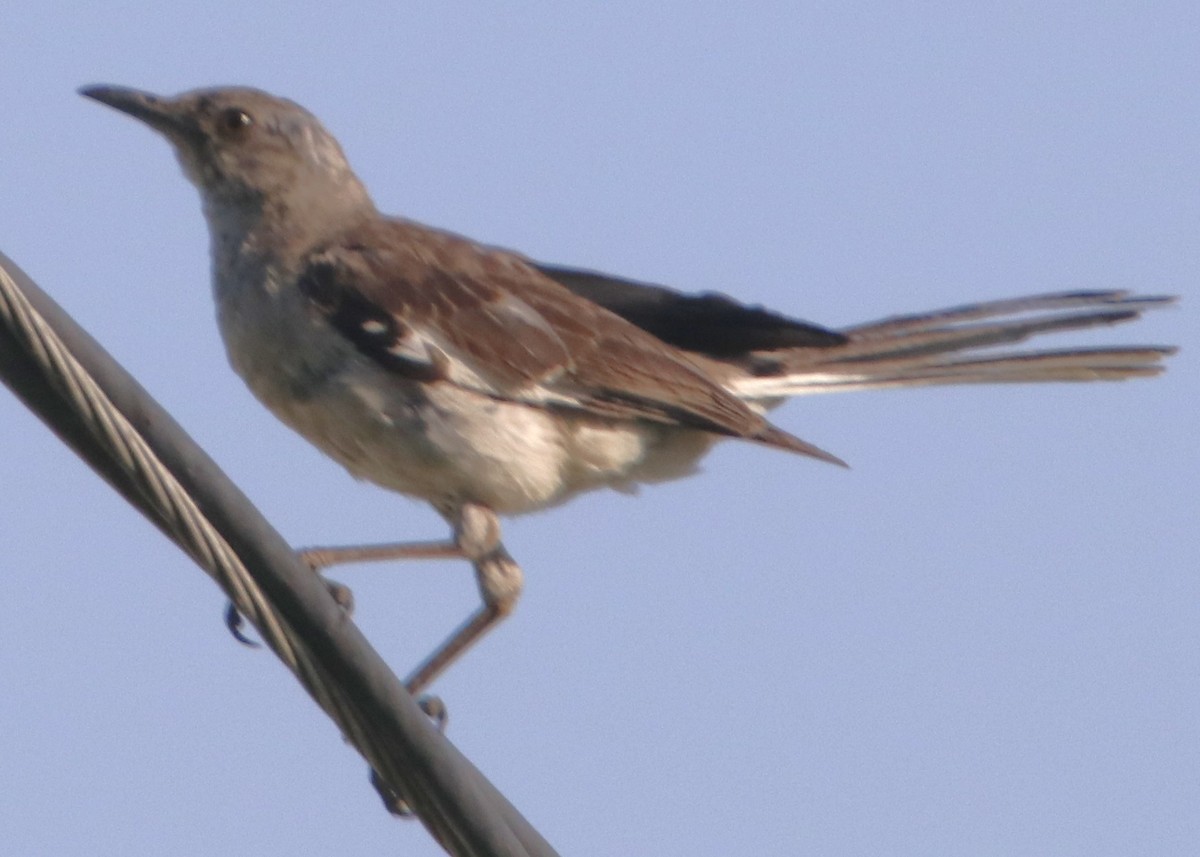 Northern Mockingbird - ML640590263