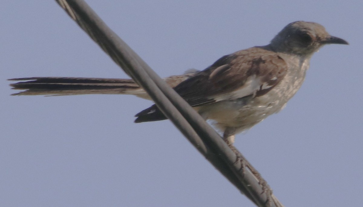 Northern Mockingbird - ML640590265