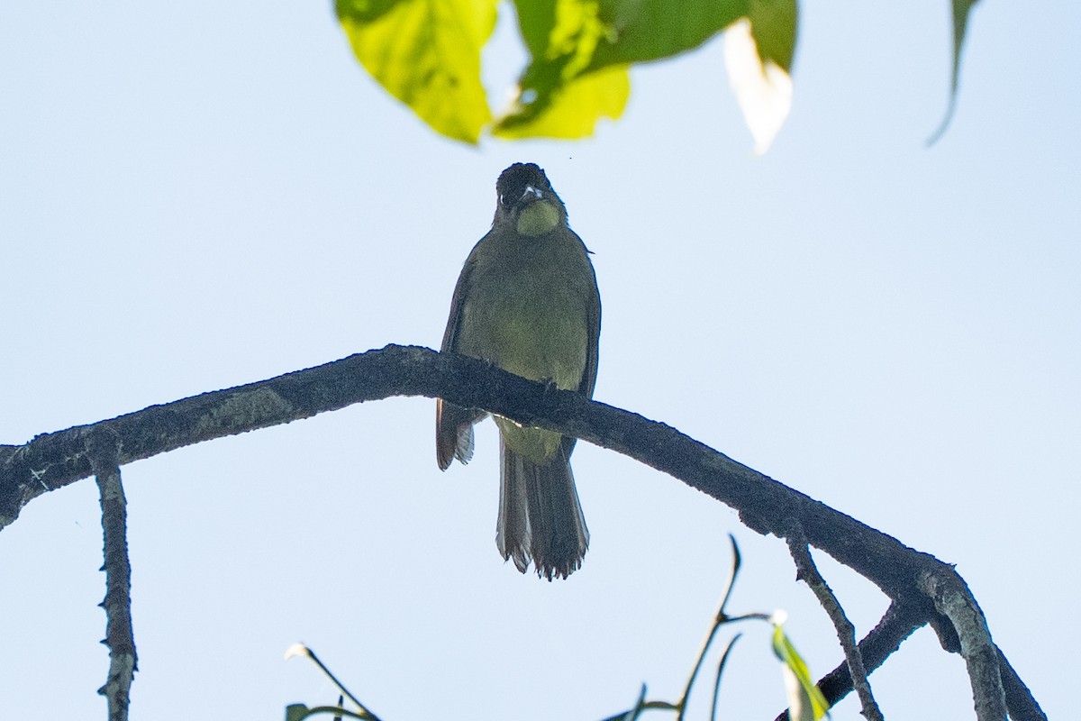 Finsch's Bulbul - ML640590289